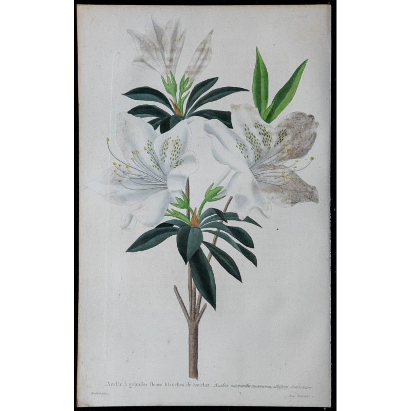 1842 - Azalée à grandes fleurs blanches de Souchet 1842 - Azalée à grandes fleurs blanches de Souchet