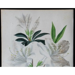 1842 - Azalée à grandes fleurs blanches de Souchet 