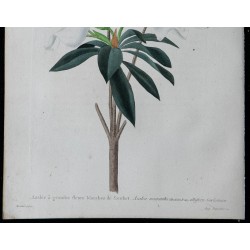 1842 - Azalée à grandes fleurs blanches de Souchet 