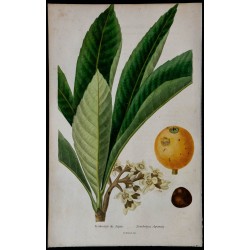 1842 - Néflier du Japon 