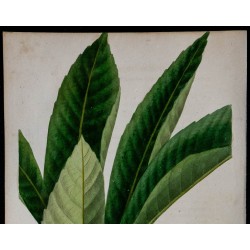 1842 - Néflier du Japon 