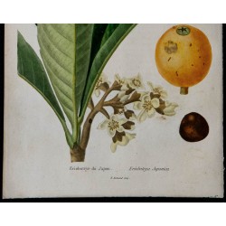 1842 - Néflier du Japon 