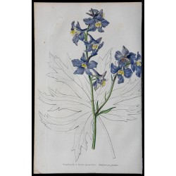 1842 - Dauphinelle 