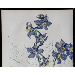 1842 - Dauphinelle 