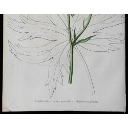 1842 - Dauphinelle 