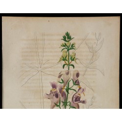 1842 - Linaire à trois oiseaux 