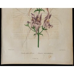 1842 - Linaire à trois oiseaux 