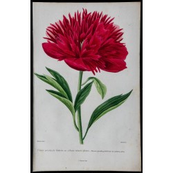 1842 - Pivoine rouge 
