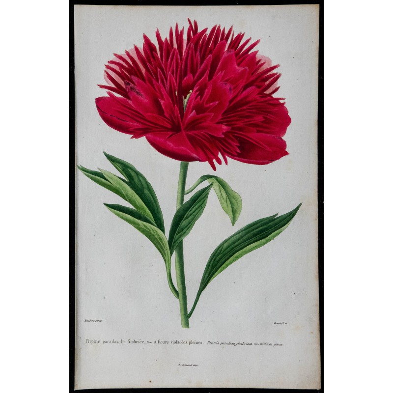 1842 - Pivoine rouge 