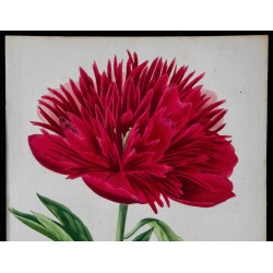 1842 - Pivoine rouge 