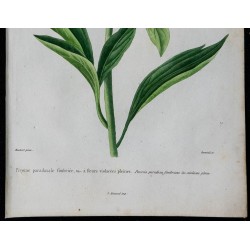1842 - Pivoine rouge 