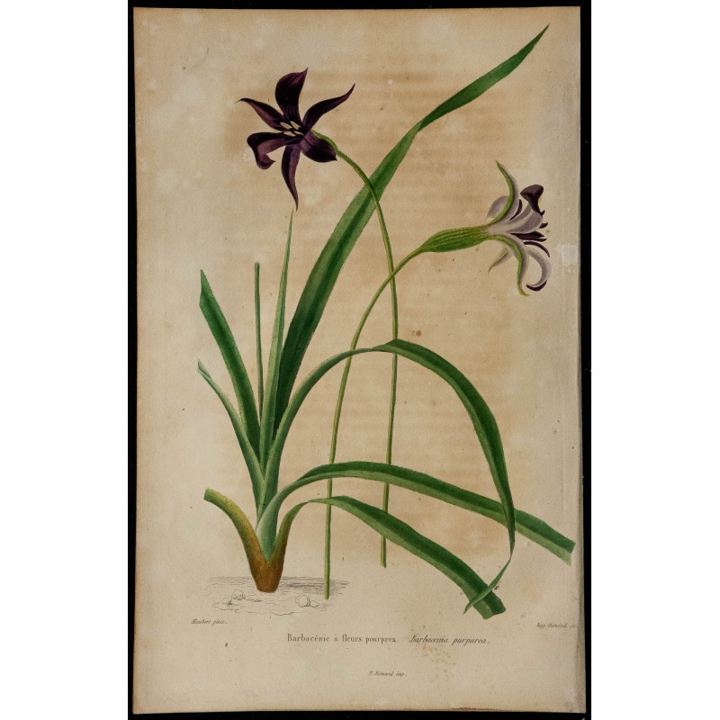 1842 - Barbacénie à fleurs pourpres 