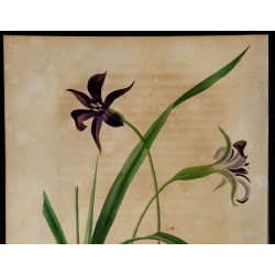 1842 - Barbacénie à fleurs pourpres 