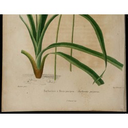 1842 - Barbacénie à fleurs pourpres 