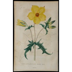 1842 - Bartonie à fleurs jaune d'or 