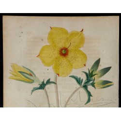 1842 - Bartonie à fleurs jaune d'or 