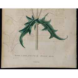 1842 - Bartonie à fleurs jaune d'or 