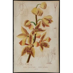 1842 - Houllétia stapelioflora 