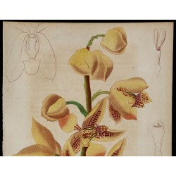 1842 - Houllétia stapelioflora 
