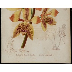 1842 - Houllétia stapelioflora 