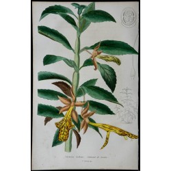 1842 - Columnea de Linden 