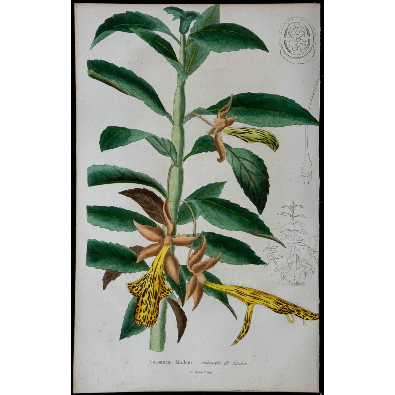 1842 - Columnea de Linden 1842 - Columnea de Linden