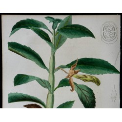1842 - Columnea de Linden 
