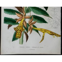 1842 - Columnea de Linden 