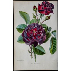 1842 - Rose 'Prince Albert' 