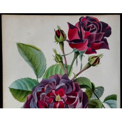 1842 - Rose 'Prince Albert' 