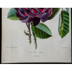 1842 - Rose 'Prince Albert' 