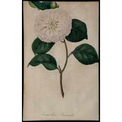 1842 - Camélia 