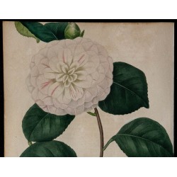 1842 - Camélia 