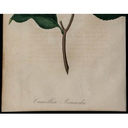 1842 - Camélia 