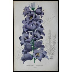 1842 - Campanule élevée 