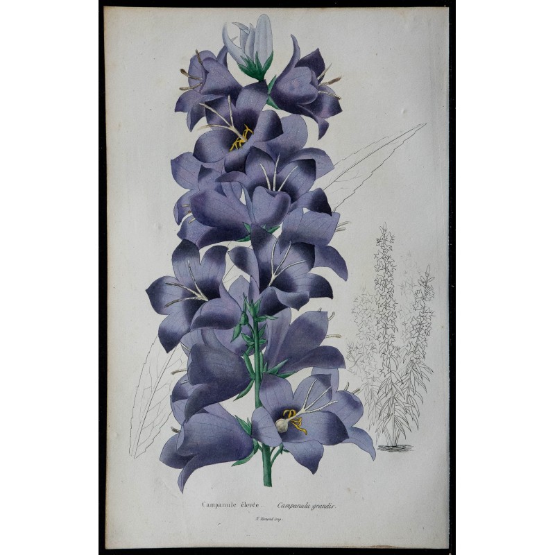 1842 - Campanule élevée 