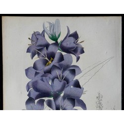 1842 - Campanule élevée 