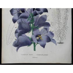 1842 - Campanule élevée 