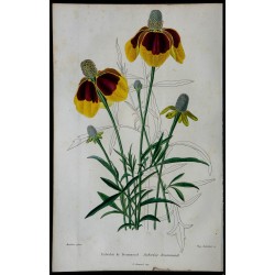 1842 - Rudbeckia drummondii 