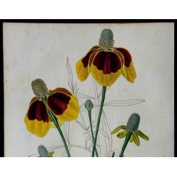 1842 - Rudbeckia drummondii 