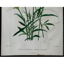 1842 - Rudbeckia drummondii 