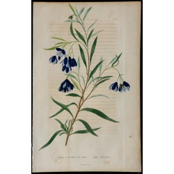 1842 - Sollye à feuilles de Saule 