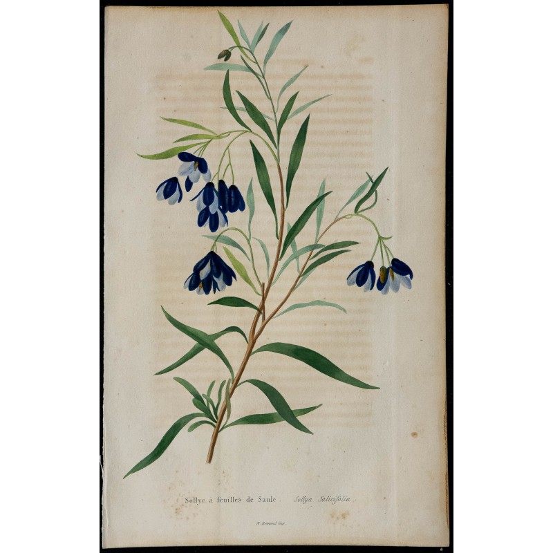1842 - Sollye à feuilles de Saule 1842 - Sollye à feuilles de Saule
