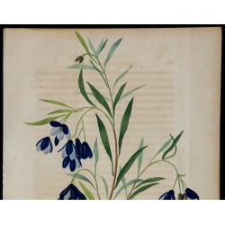 1842 - Sollye à feuilles de Saule 