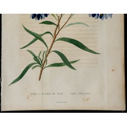 1842 - Sollye à feuilles de Saule 