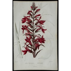 1842 - Lobélie à fleurs pourpres 