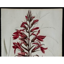 1842 - Lobélie à fleurs pourpres 