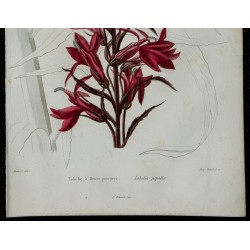 1842 - Lobélie à fleurs pourpres 