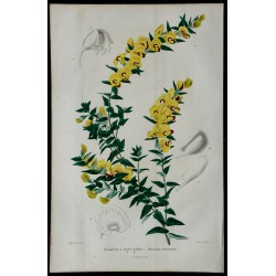 1842 - Boissieue à tiges grêles 
