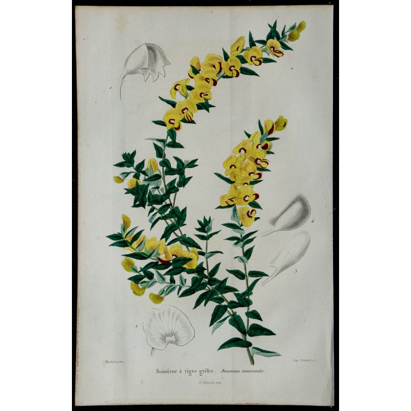 1842 - Boissieue à tiges grêles 1842 - Boissieue à tiges grêles